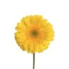 Gerbera Bright Yellow Clear Eye