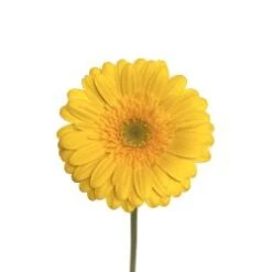 Gerbera Bright Yellow Clear Eye