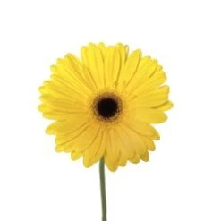 Gerbera Yellow With Black Center