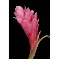 Ginger Pink Small (Alpinia) 26 Inch Tall (10 Stem Bunch)