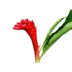 Ginger, Red - Small 26 Inch Tall (10 Stem Bunch)