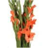 Gladiola Orange