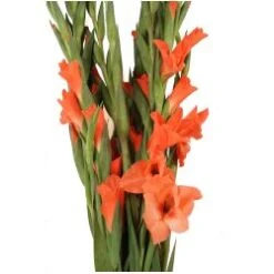 Gladiola Orange
