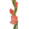 Gladiola Peach