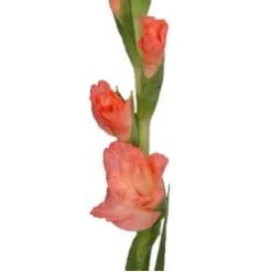 Gladiola Peach
