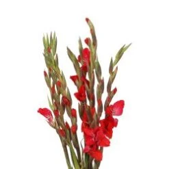 Gladiola Red