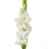 Gladiola White