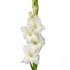 Gladiola White