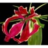 Gloriosa, Red - Long (5 Stem Bunch)
