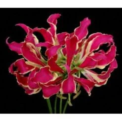 Gloriosa, Red - Short (5 Stem Bunch)