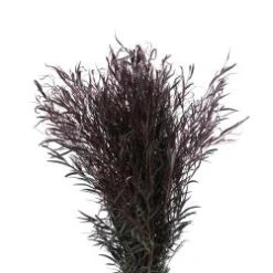Agonis Foliage Dark Black Green Willow Shaped Leaves