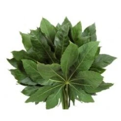 Aralia Medium Fatsia Japonica, 50 Cm