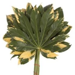 Aralia Variegated, 40-45cm