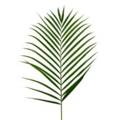 Areca Palm, Cat Palm Cut Medium, 65 Cm