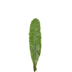 Green Asplenium Nidus, 50cm