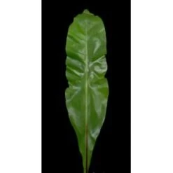 Green Asplenium Nidus, 70-80cm