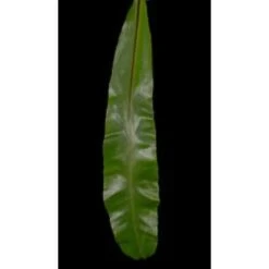 Green Asplenium Nidus - Bird Nest Fern, 100cm