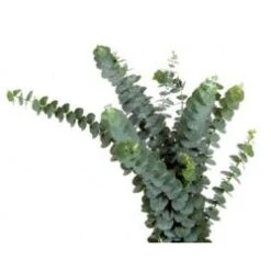 Baby Eucalyptus - Branchy, Baby Blue, 65cm