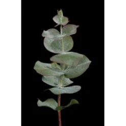 Baby Eucalyptus Large Leaves - True Blue