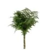 Giant Hulk Baker Fern Extra Tall - Box Of 12 Bunches