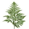 Baker Fern - Box Of 10 Bunches