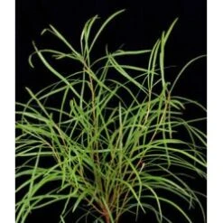 Barker Bush Australia, 80cm