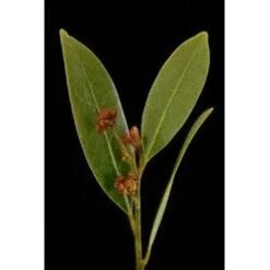 Bay Leaves