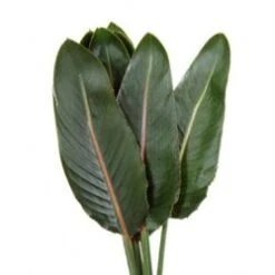 Bird Leaves Large, 70 To 80 Cm