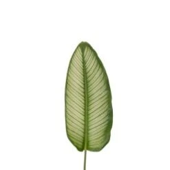 White Star Calathea Leaves