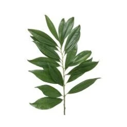 Cocculus 20 Stem BQ Bunch 60cm