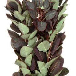 Cotinus Foliage Royal Purple 50 - 55 Cm