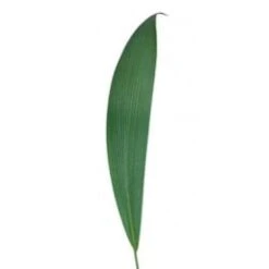 Whaleback Palm Leaf, 70cm