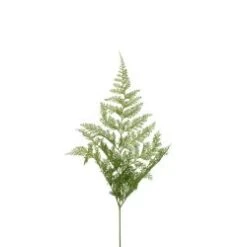 Davallia Fern - Soft Fancy Fern
