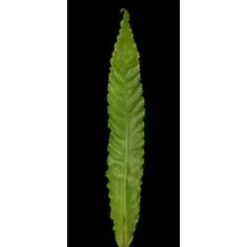 Asplenium Victoria Foliage