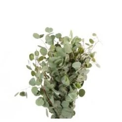 Silver Dollar Eucalyptus Greens
