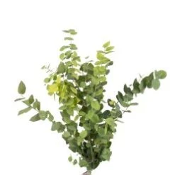 Natural Green Autumn Eucalyptus