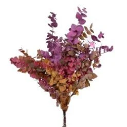 Eucalyptus Stuartiana Preserved Tinted