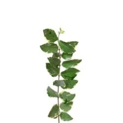 Euonymus Variegated Yellow-Green