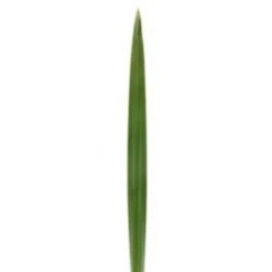 Flax Green Leaves, 90cm