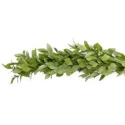 Fresh Greenery Garland - 1 Item - Israeli Ruscus
