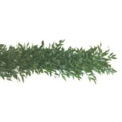 Fresh Greenery Garland - 1 Item - Italian Ruscus