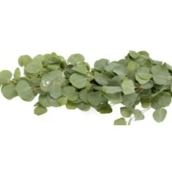 Fresh Silver Dollar Eucalyptus Wedding Garland - 1 Item