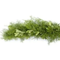 Fresh Greenery Garland - 2 Items - Springeri & Green Pitt