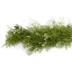 Fresh Garland - 2 Items - Springeri & Variegated Pittosporum