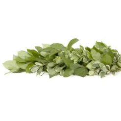 Fresh Greenery Garland - 2 Items - Salal & Variegated Pitt