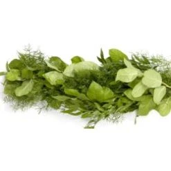 Fresh Greenery Garland - 2 Items - Salal & Springerii