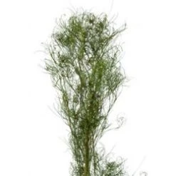 Goanna Claw Australia, 80cm