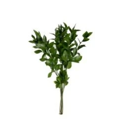 Israeli Ruscus Super Long, 70-80cm