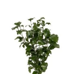 Shiny Spider Ruscus, 60cm