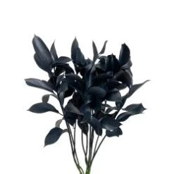 Israeli Ruscus Black Painted